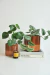 MACETA SAPHI GRANDE - comprar online