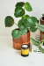 PEPEROMIA RAINDROP en internet
