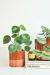 PEPEROMIA RAINDROP - Vivero del Sol & Cyclamen