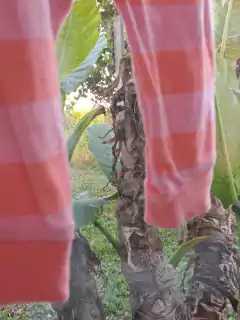 Imagen de 3/6M | Pijama remera ML rosa + pantalón rayado naranja y rosa "Still awake" - PLACE - Talle 3a6 meses