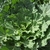 Sementes de Couve Arielli Feltrin - 1.000 sementes - comprar online