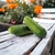 SEMENTES DE PEPINO CAIPIRA DIPLOMADA SAKATA - 3.000 sementes - comprar online