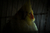 Aves