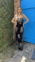 VESTIDO LIZ