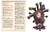 Beholder Marionete Abominação Ocular - loja online