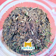 Rutina Verde Semillas de Avena | Pasto para Gato | Lio’s Cat en internet