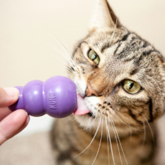 Gato jugando con un juguete interactivo KONG Kitty de color púrpura. KONG Kitty juguete interactivo para gatos, ideal para todas las edades. KONG Kitty es un juguete interactivo para gatos que promueve el ejercicio físico, reduce el estrés y puede rellena