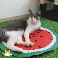 Tapete 60cm Refrescante Mediano Sandía para mascotas