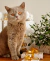 Kits Navideños