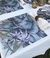 Platos de sitio de papel x30 unidades botánico