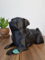 Pug Deitado Estátua Geométrica Decorativa 3D - comprar online
