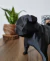 Pug em Pé Estátua Geométrica Decorativa 3D - comprar online