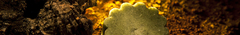 Banner da categoria Condicionador Sólido e Tônico capilar