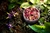 RADHA- PASTA ESFOLIANTE E MÁSCARA RESTAURADORA - Rosas, Amêndoas, Arroz e Aveia na internet