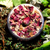 RADHA- PASTA ESFOLIANTE E MÁSCARA RESTAURADORA - Rosas, Amêndoas, Arroz e Aveia