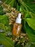 NOVO - SÉRUM BOTÂNICO OIL FREE GEL - ROSAS/HERBAL/CAMOMILA - Água Termal, Ácido Hialurônico, Algas, Ervas, Flores e Raízes + muitos ativos naturais! - LILAA