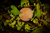 CLEANSING BALM SCRUB (ESFOLIANTE) - Limpador facial botânico esfoliante com óleos de flores e sementes e mix de argilas. na internet