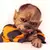 Prop WerePups - Cooper (Encargo exclusivo) - comprar online