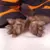 Prop WerePups - Cooper (Encargo exclusivo) - comprar online