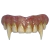 Prop Dientes Hammer Horror - Dracula
