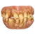 Prop Dientes The Texas Chainsaw Massacre III - Leatherface - comprar online