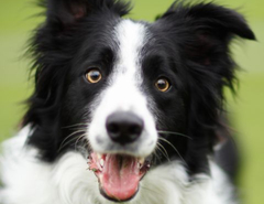 Banner de la categoría PERROS