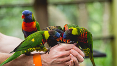 Banner de la categoría AVES