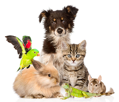 Banner de la categoría ACCESORIOS PARA MASCOTAS