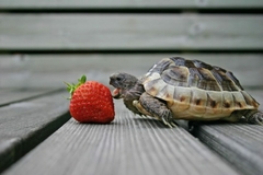Banner de la categoría REPTILES