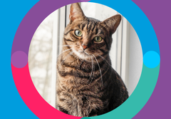 Bravecto Plus para Gato