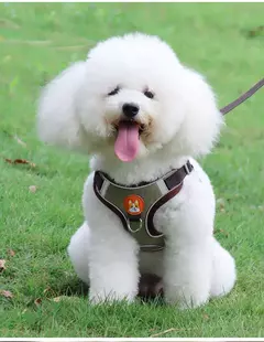 Conjunto de arnés y correa ajustable para perro y gato en internet
