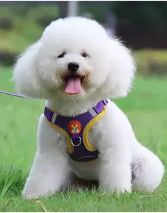 Conjunto de arnés y correa ajustable para perro y gato