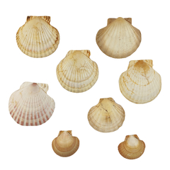 Set de 30 conchas