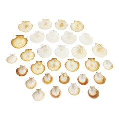 Set de 30 conchas - Arve