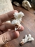 Coral Pocillopora sp. REF 004 - comprar online