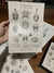 Print TRILOBITAS DO MUNDO A4