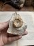 Ammonite Hecticoceras sp. França - 005