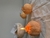 Velas