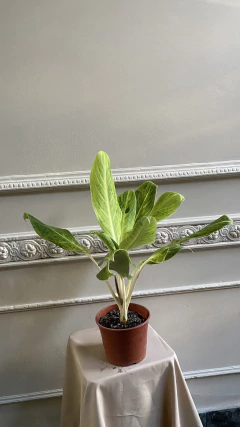 AGLAONEMA KING OF SIAM GRANDE - comprar online