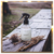 Home Spray de Bamboo