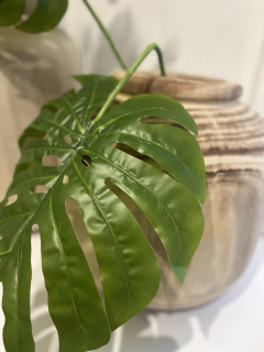 Folha Costela de Adão Clara - comprar online