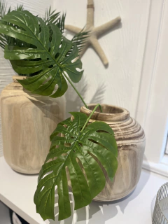 Folha Costela de Adão Clara