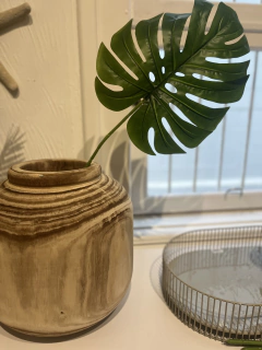 Folha Costela de Adão Escura na internet