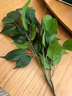 Folha de ficus na internet