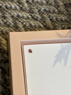 Kit Cartão social joaninha na internet