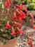kalanchoe híbrido Manginii - comprar online