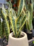Sansevieria