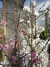 Durazno de Flor - tienda online