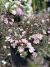 Leptospermum de flor doble 3L en internet