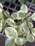 Magnolifolia bols - comprar online